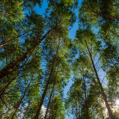 Upward view of a forest canopy